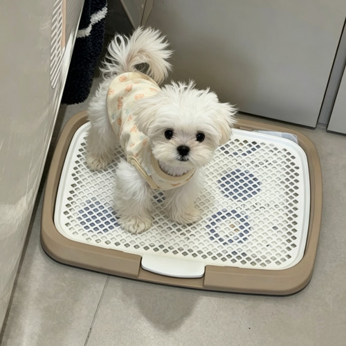 狗狗厕所平板脚感舒适