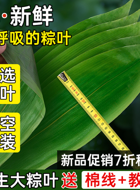 粽子叶棕叶新鲜大号包粽子的叶子免邮端午节商用批发新叶干粽叶特