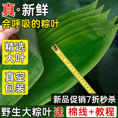 特大号新鲜粽子叶100片真空新叶