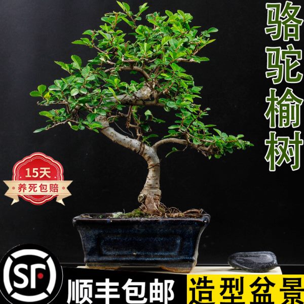 老桩小叶榆树造型盆景绿植室内书房桌面好养四季常青美观懒人陶瓷