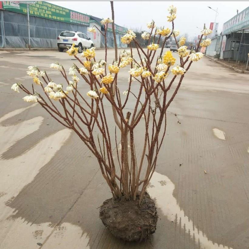 庭院植物结香苗结香花苗结香大小苗金腰袋打结花梦冬花浓香树苗