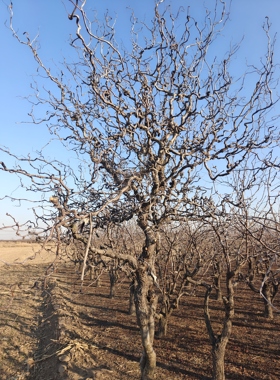 龙枣树干枝造型自然枯枝造型