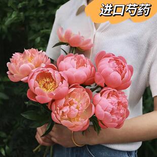 进口芍药鲜花落日珊瑚会变色的网红芍药A等级鲜切花家庭水养插花