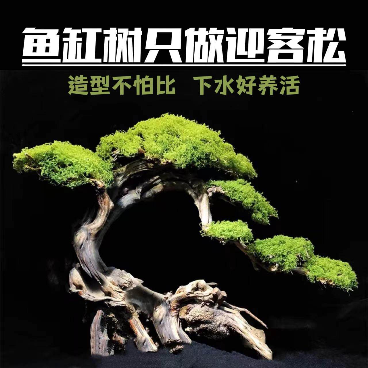 莫斯树成品鱼缸造景沉木迎客松树形骨架草缸水草水榕造景树巴西树