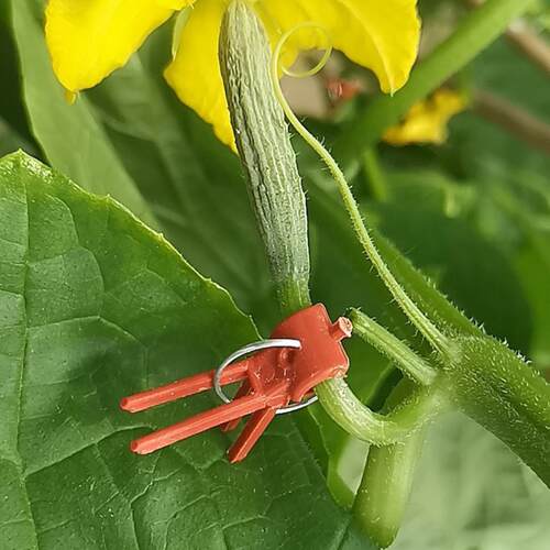 园林水果嫁接夹大棚瓜果蔬菜农用圆口/方口黄瓜茄子/西瓜苗夹子