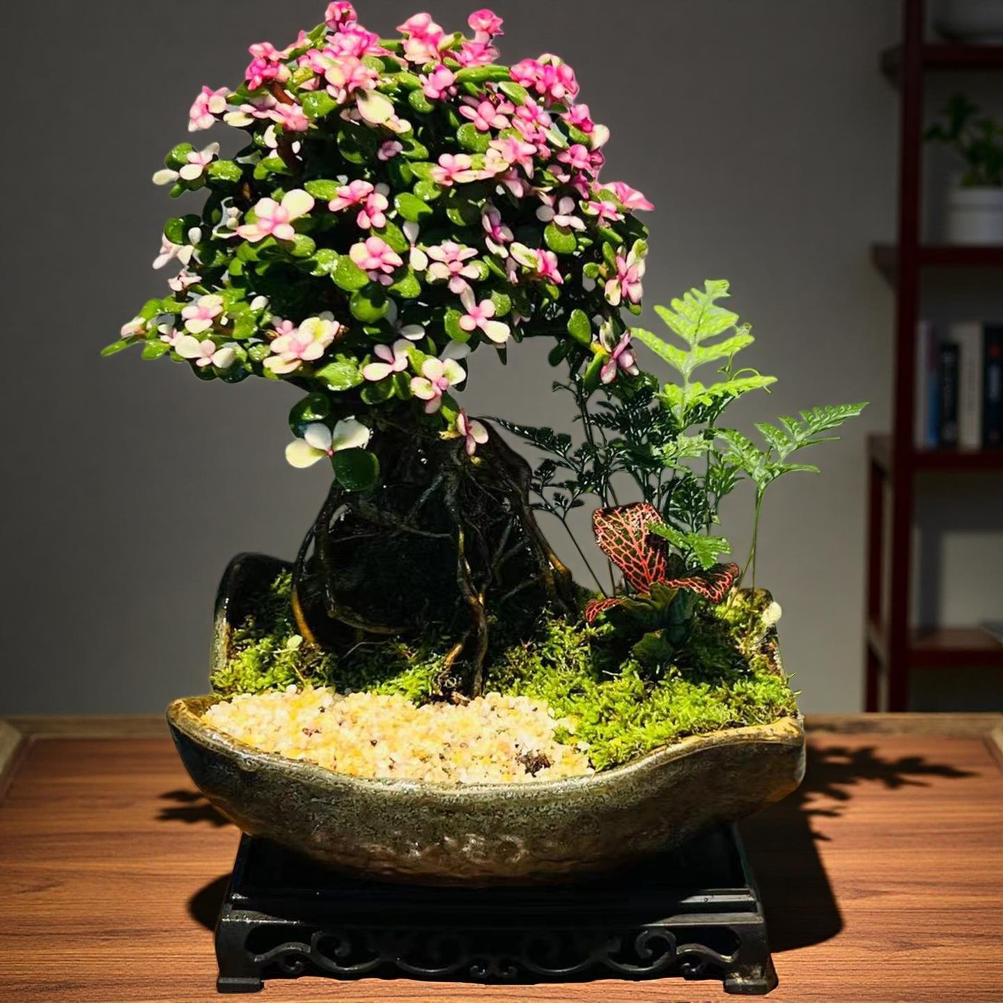 金枝玉叶花卉盆栽室内家居好养绿植玄关桌面摆件四季新品多肉盆景