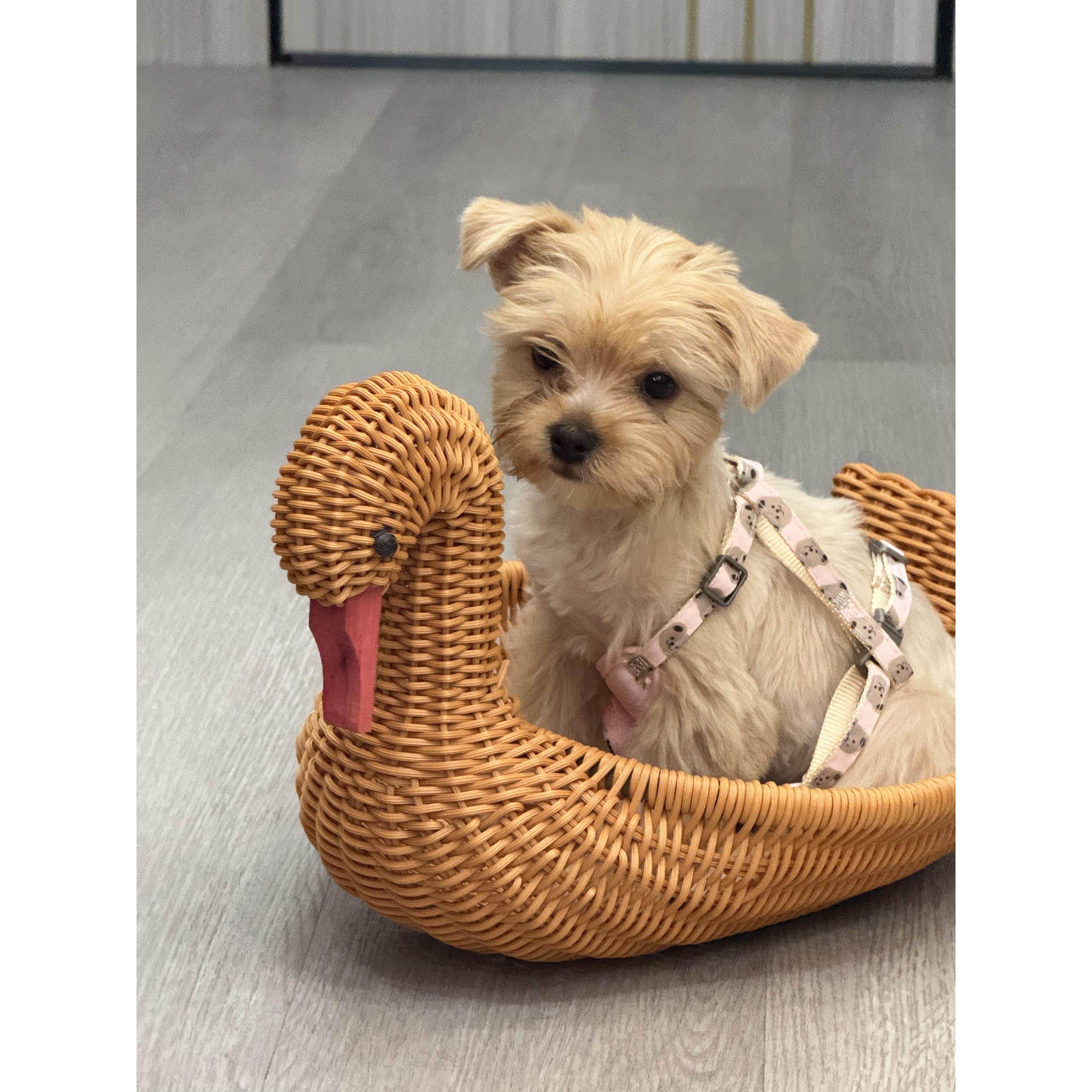 采购产品藤狗窝和猫狗窝，四季安全狗窝，夏季垫子，半封闭的小型,宠物/宠物食品及用品,猫窝/屋/帐篷/沙发,淘宝优惠券,粉丝福利购,淘宝优惠卷