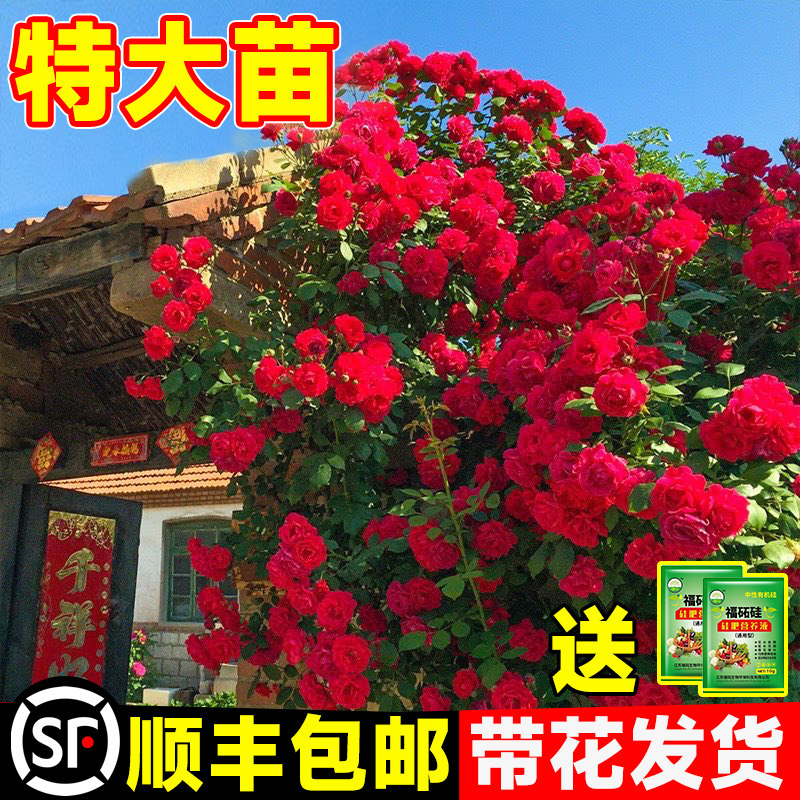 红木香特大苗爬藤植物甜蜜黄木香花阳台四季开花无刺蔷薇盆栽花卉图片