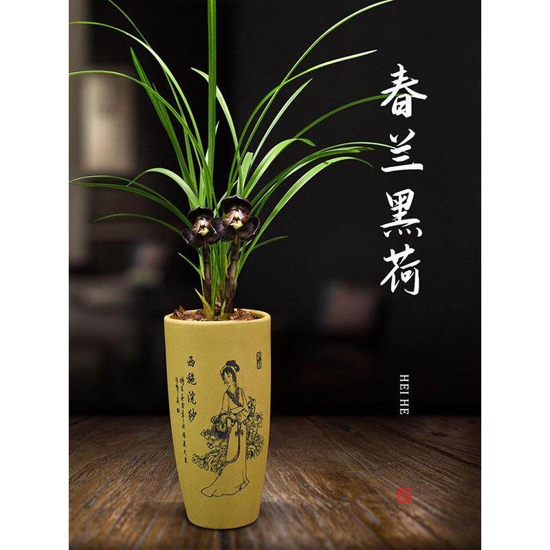 兰花盆栽植物室内春兰黑荷无花苞浓香庭院阳台窗台客厅名贵兰花苗