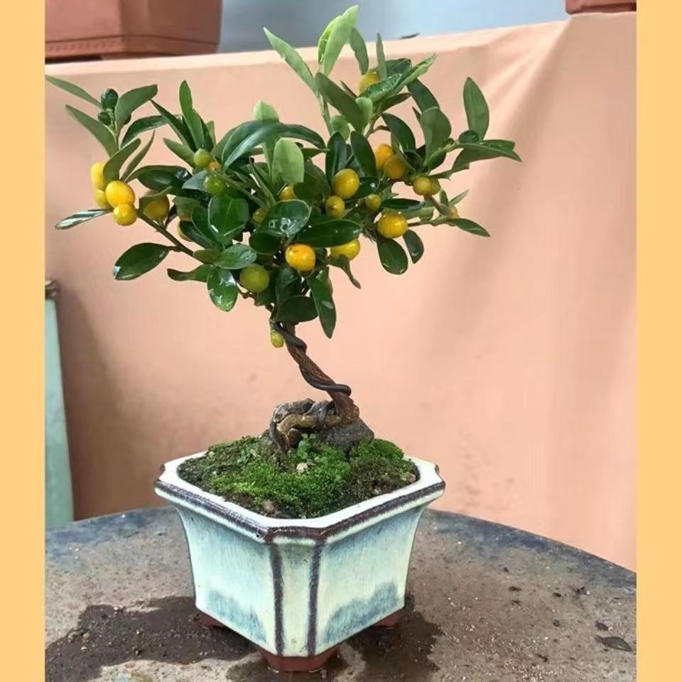 金豆盆景带果金豆盆栽瓜豆掌上微型I素材阳台客厅观果植物提根