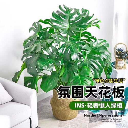 龟背竹客厅绿植室内大盆栽u办公室净化空气植物盆景好养活四季常