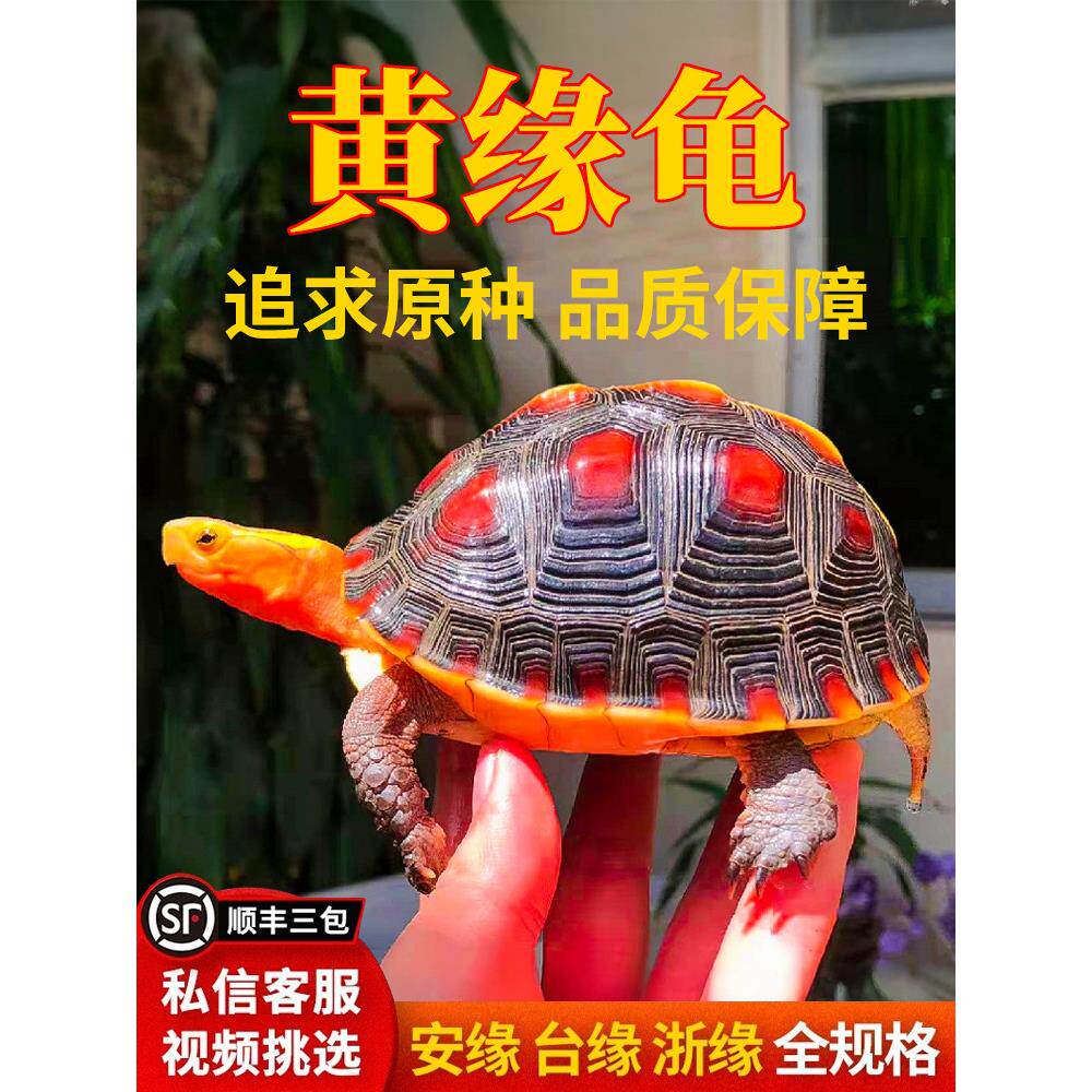 黄缘龟闭壳龟安缘幼龟活物龟苗乌龟宠物台缘幼苗安布纯种安徽闭合