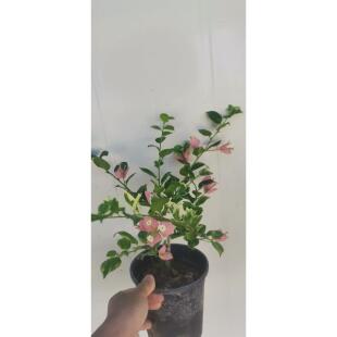 原生斑叶米罗三角梅