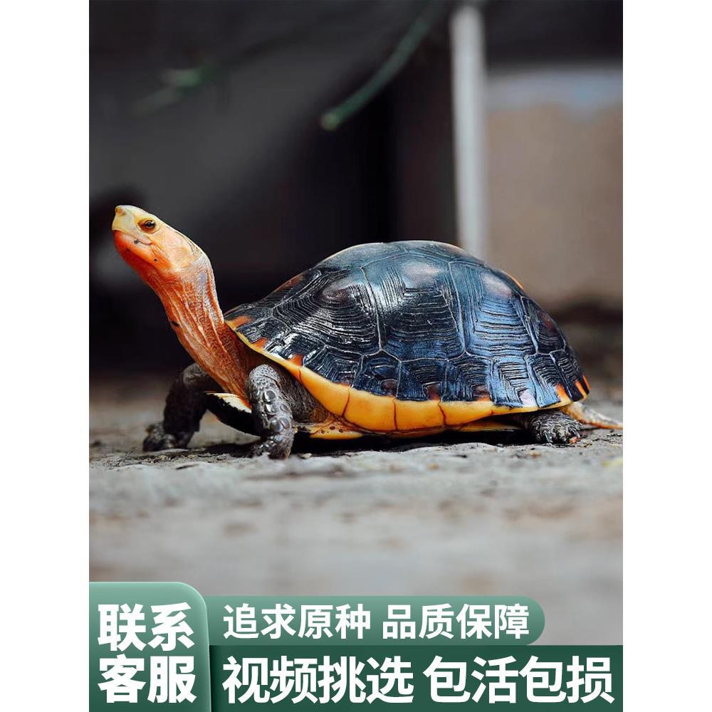 黄缘龟闭壳龟安缘幼龟活物乌龟龟苗宠物台缘幼苗安布纯种安徽闭合