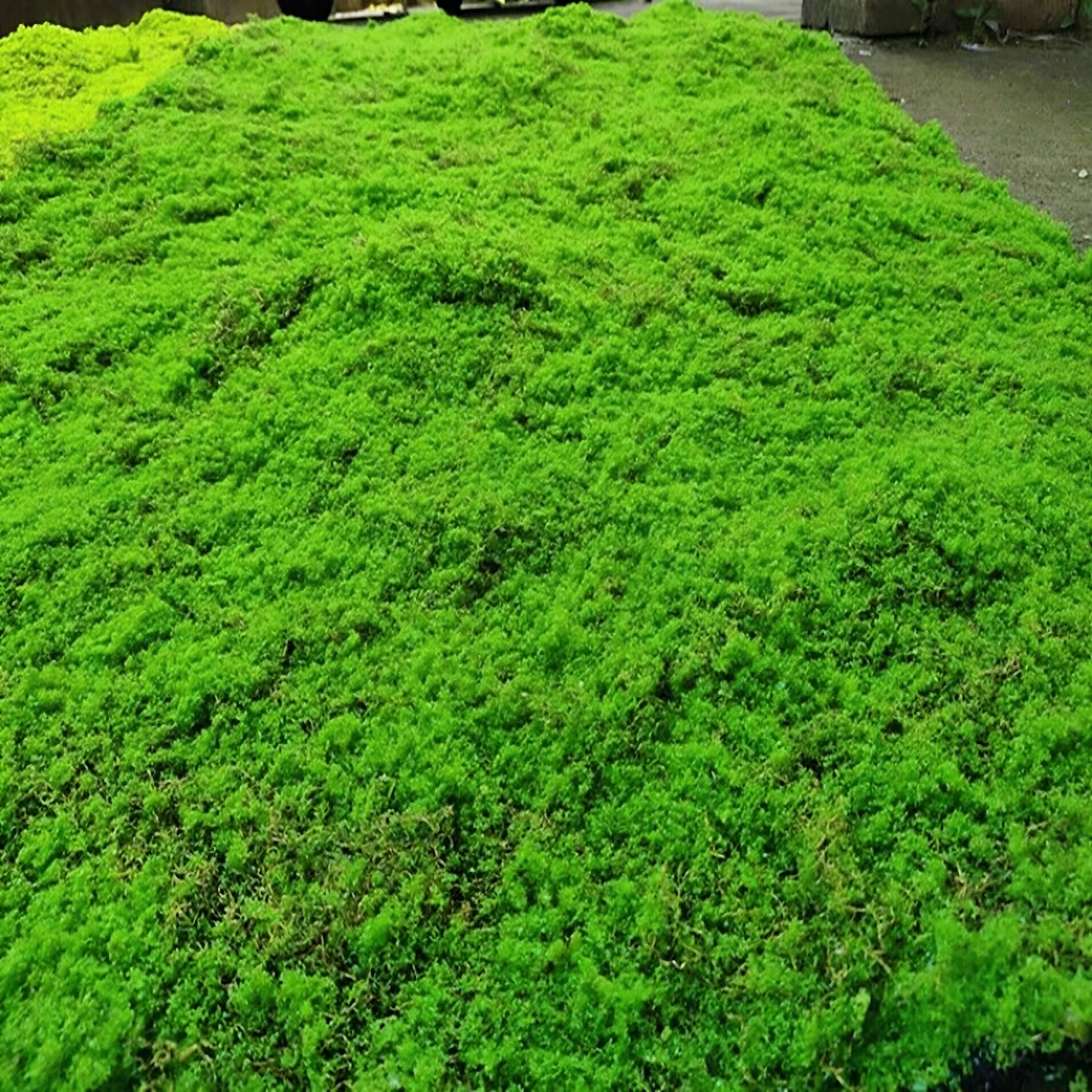 仿真青苔地毯草皮草坪苔藓商场墙贴花墙植物墙盆景盆栽假苔藓橱窗