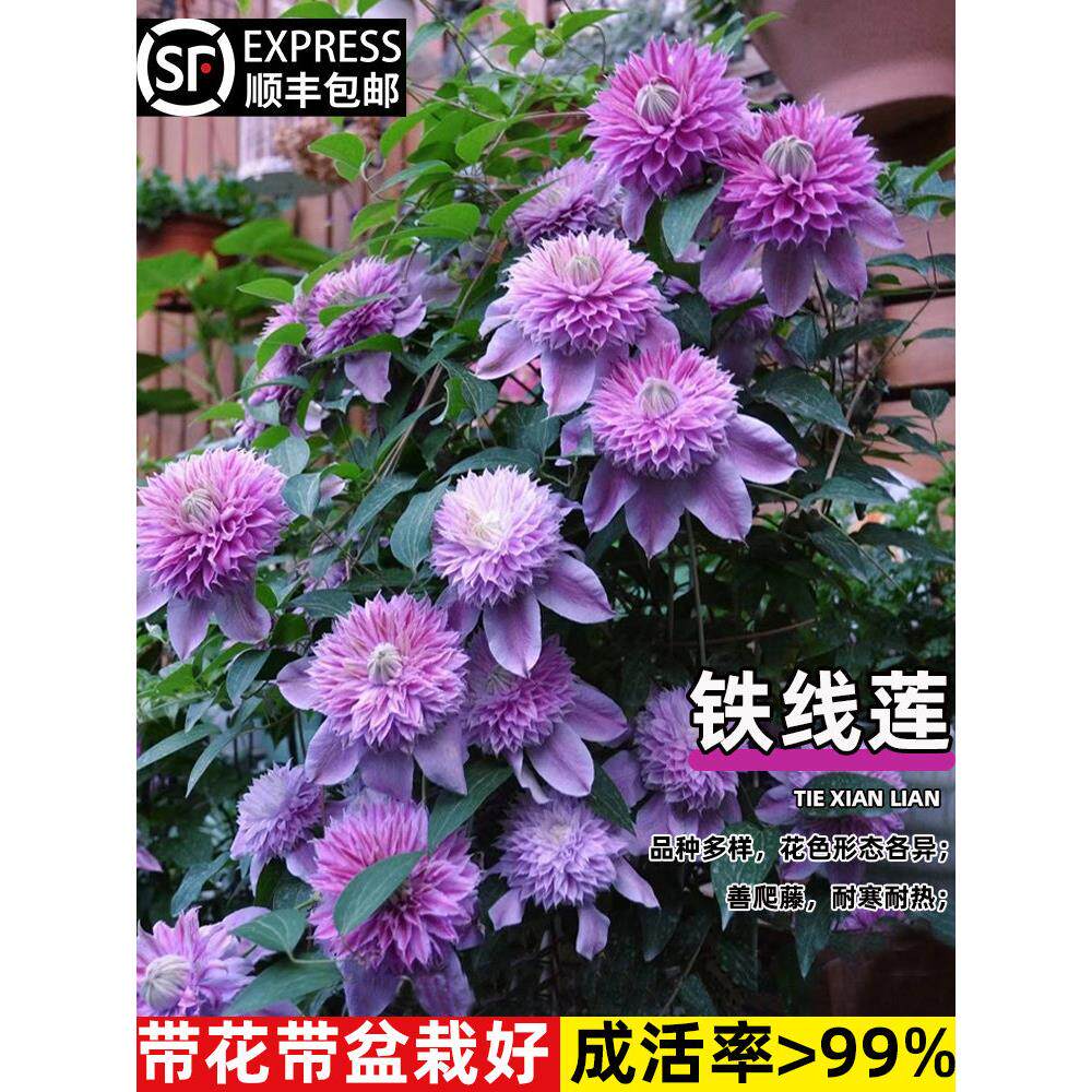 铁线莲大苗爬藤植物盆栽带花苞乌托邦银币空庭院阳台四季开花卉