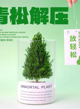 放青松办公室客厅桌面摆件工位治愈植物情绪稳定神器小众节日礼物