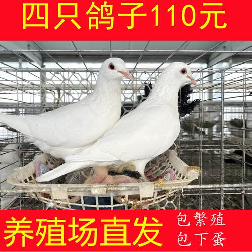 鸽子活物一对种鸽子活体肉鸽家养信鸽雨点青年鸽活鸽子银王白鸽子