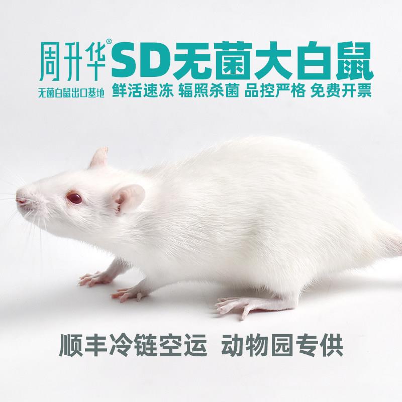 无菌SD大白鼠活鼠速冻乌龟蜥蜴蟒鳄龟鳄鱼角蛙动物宠物蛇爬宠食物