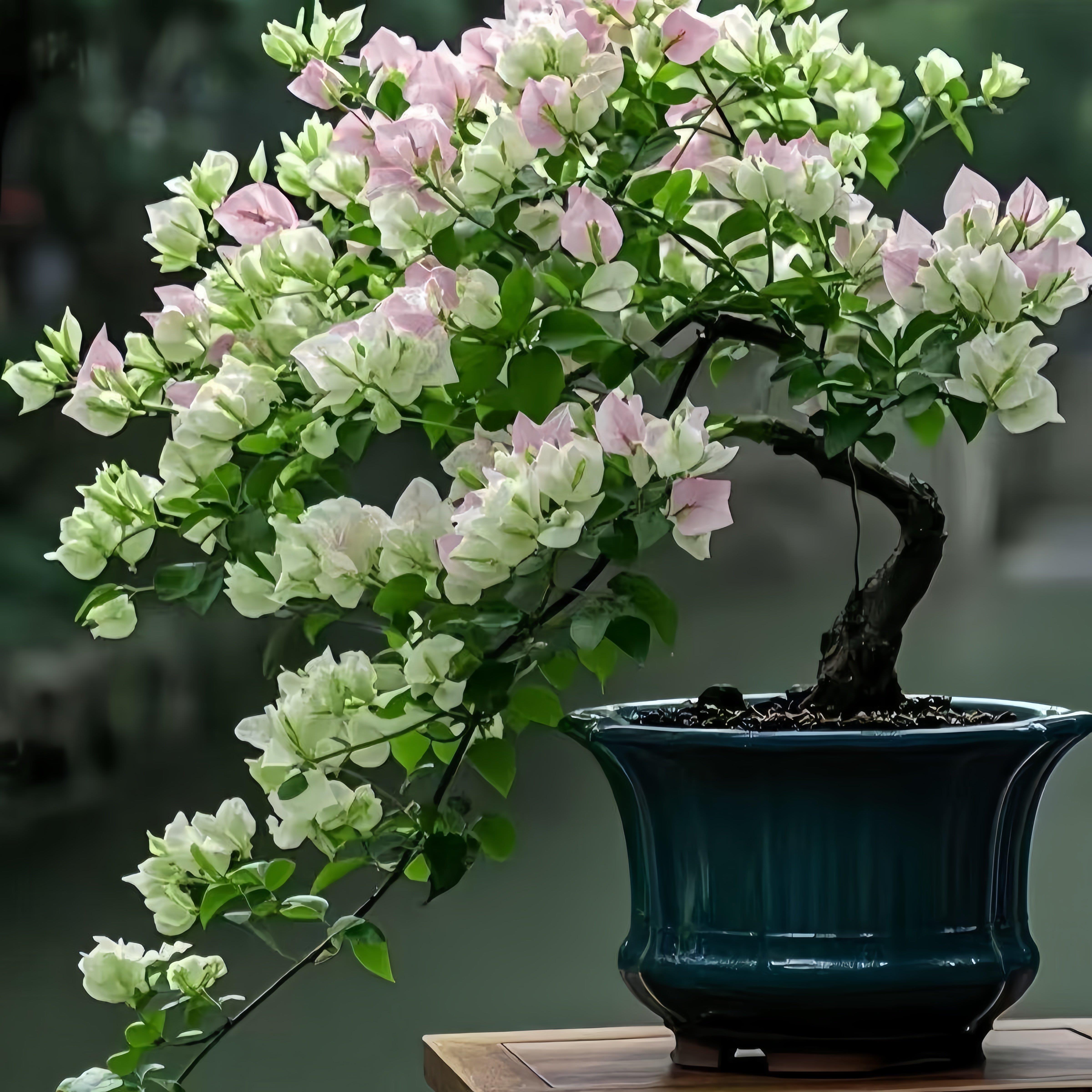 新品三角梅盆栽爬藤重瓣植物开花卉室内外阳台庭院树苗