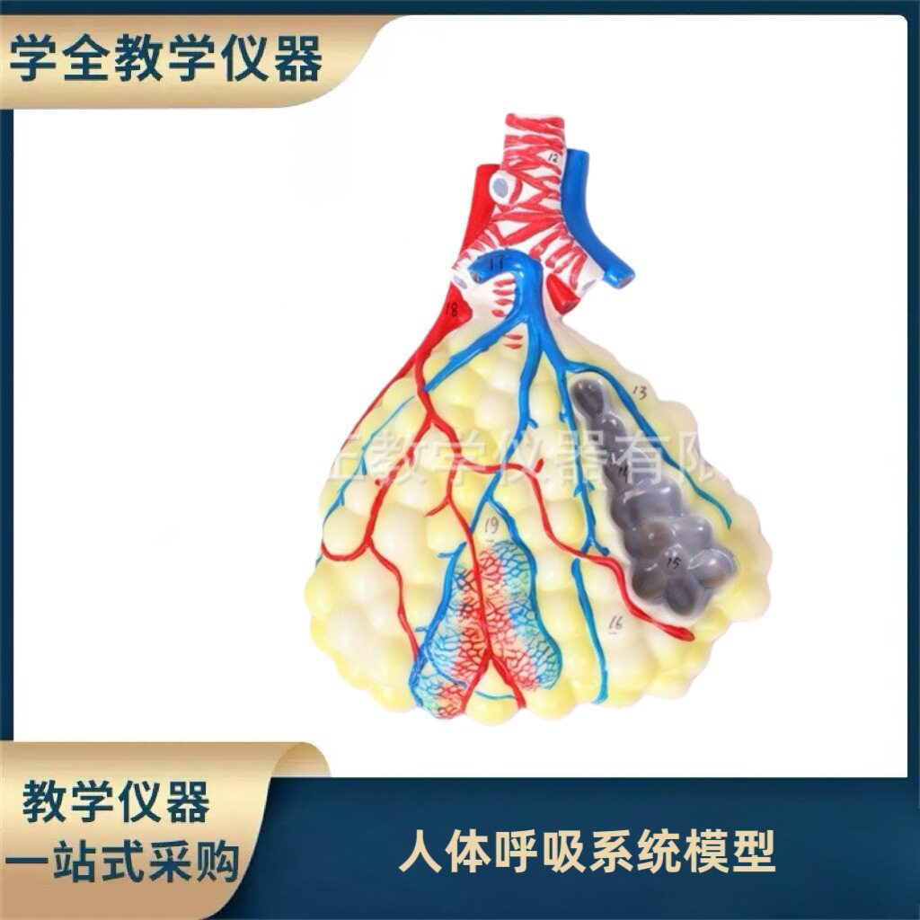 人体呼吸系统解剖模型肺解剖呼吸系统浮雕模型肺泡放大解剖模型