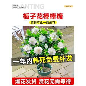 独杆棒棒糖栀子花盆栽带花苞大叶老桩桅子树苗牡丹四季开花卉植物