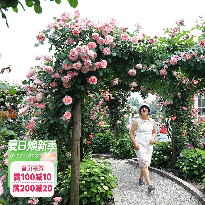 海蒂的花园大花浓香型月季花苗强香多季开 花月季阳台庭院盆栽苗