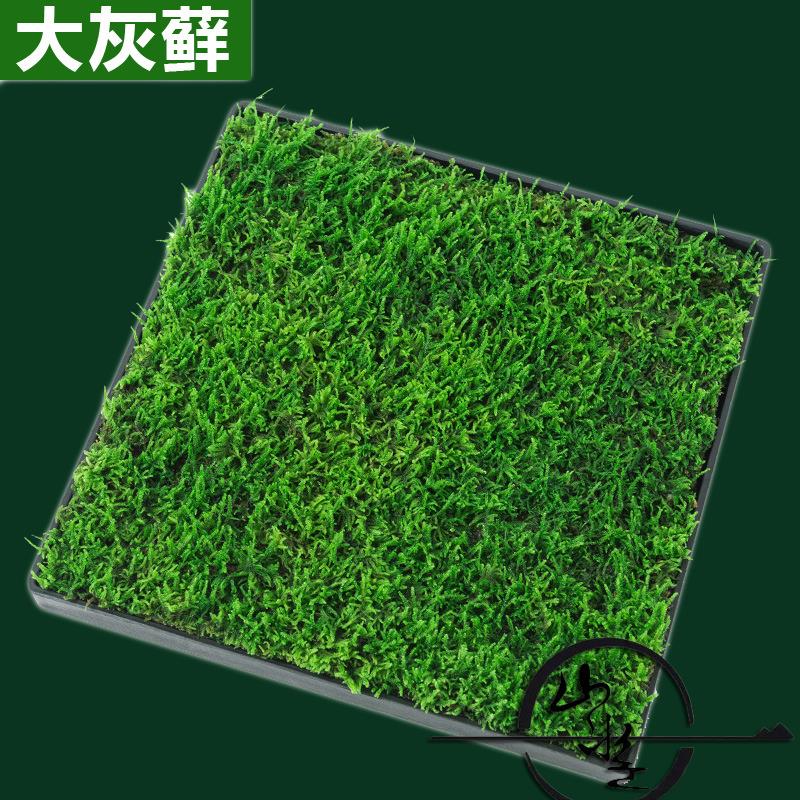 鲜活朵朵藓大灰小灰藓微景观水陆雨林生态缸造景植物园林庭院盆栽