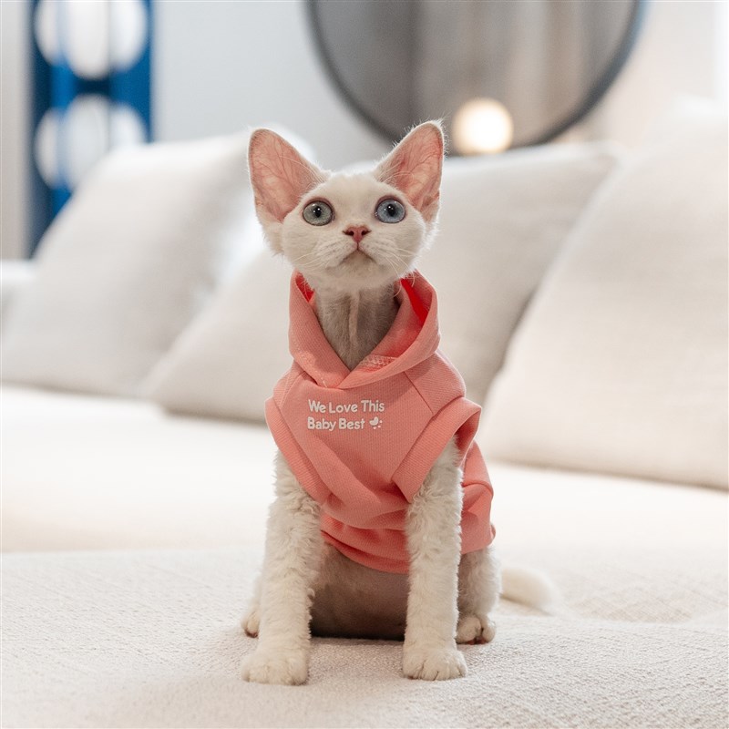 秋季保暖简约马甲卫衣连帽衫任发财无毛猫衣服斯芬克斯猫德文