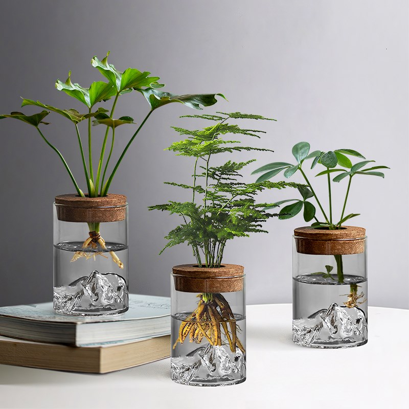 文竹水培植物盆栽办公室桌面绿植玻璃瓶摆件室内绿萝花卉懒人好养