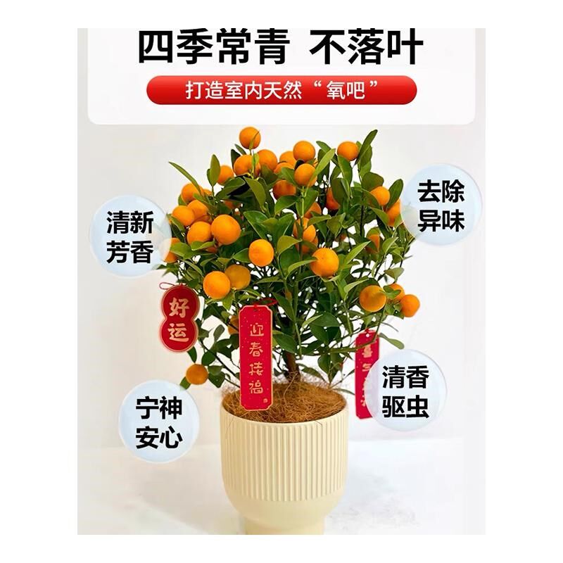 四季金桔树苗盆栽带果植物室内好养花卉客厅年宵小橘子树招财盆景