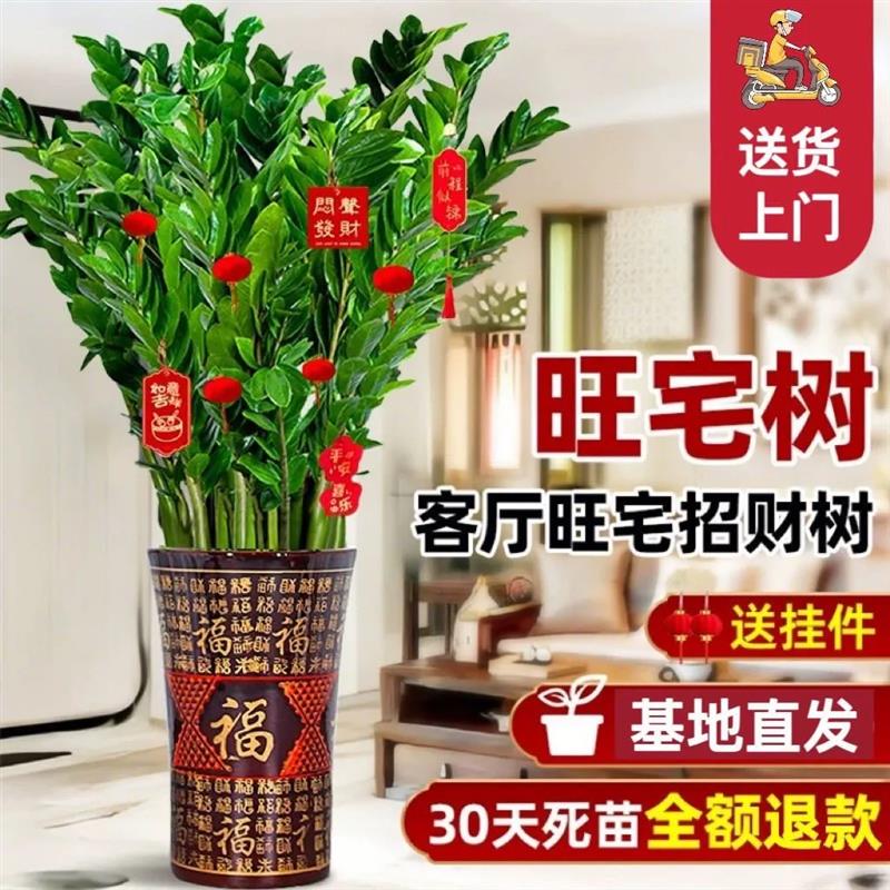 金钱树盆栽客厅大花盆办公室内旺宅大型好养绿植乔迁摇钱串子摆件