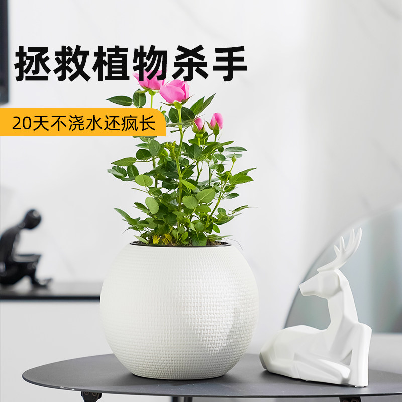 简约球形自动吸水小花盆懒人塑料盆景盆室内桌面多肉绿萝盆防烂根