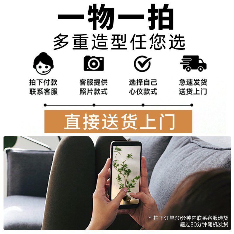 造型平安树客厅沙发旁绿植盆栽落地大型室内幸福树植物四季好养