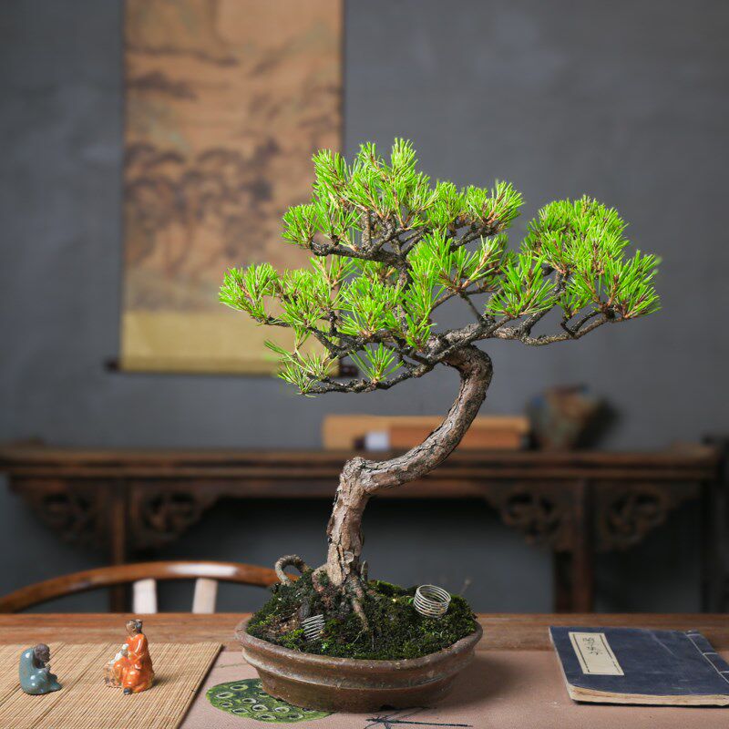 孤品矮霸黄山松盆景山采老桩一物一拍精品松树中式盆栽送领导礼物