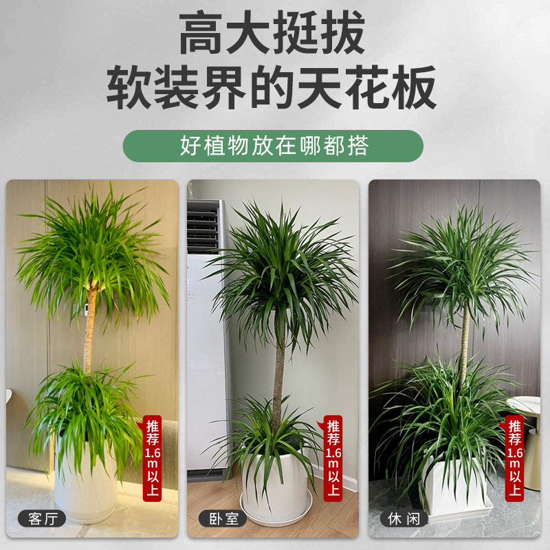龙血树大型盆栽多头龙须树室内客厅龙铁树盆栽花卉植物办公室盆景