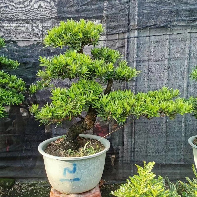 小叶雀舌罗汉松盆栽室外绿植室内庭院原生老桩造型高档盆景好养活