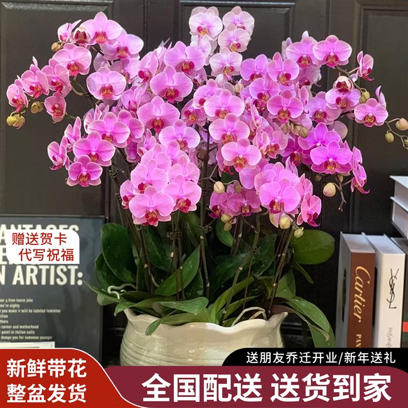 蝴蝶兰盆栽带花特大号真鲜花同城配送精品年宵花开业乔迁深圳北京