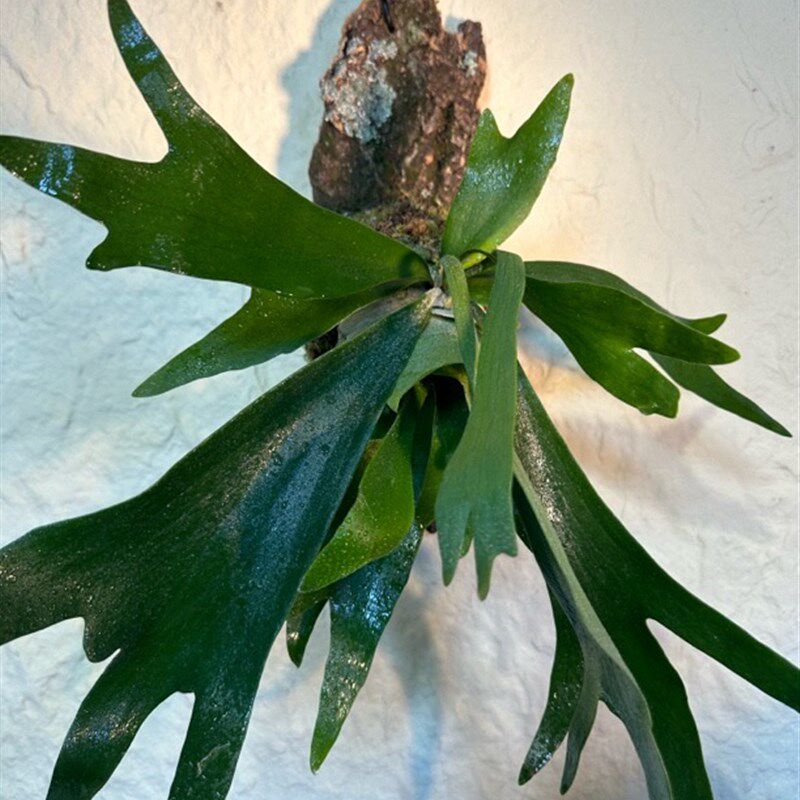 香槟木鹿角蕨挂板定植板二歧挂墙绿植室内客厅垂吊悬挂蕨类植物