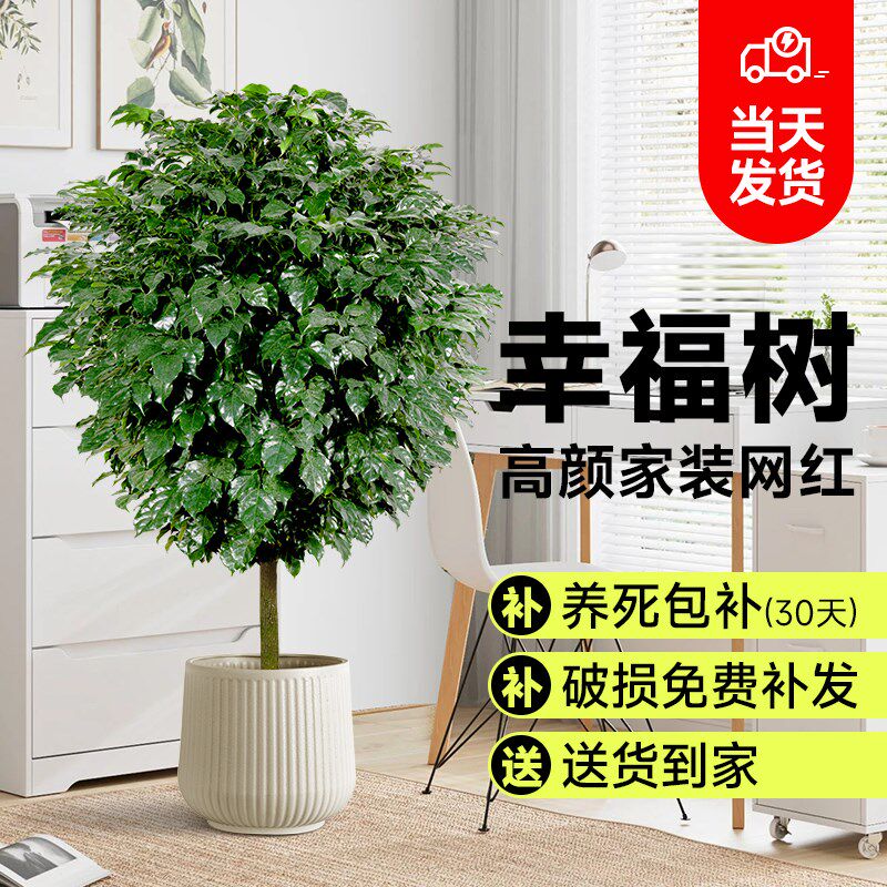 幸福树客厅盆栽大型绿植独杆老桩四季植物净化空气办公室内平安树