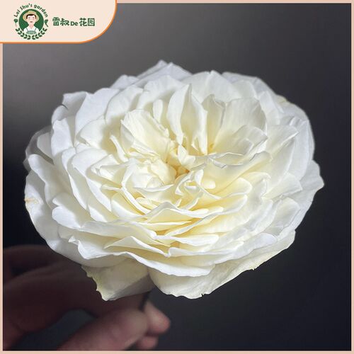 雷叔的花园雪野一梦灌木切花月季花苗带盆栽好四季开花大花浓香