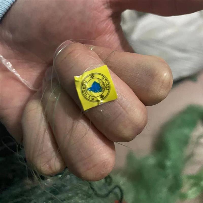 0.20鱼网粘网三层沉网加重沉网进口绿丝帆船牌水库捕鱼100米200米
