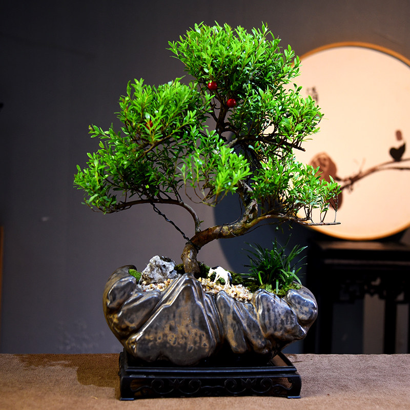 小叶赤楠造型盆景室内绿植盆栽客厅办公室客厅桌面植物教师节礼品