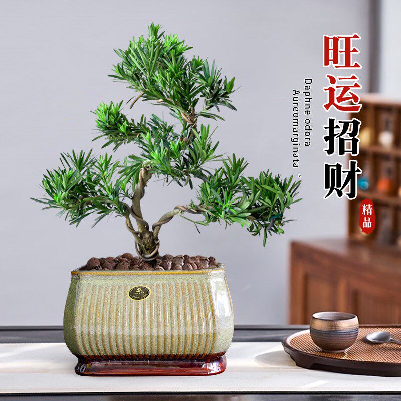罗汉松老桩造型盆景大盆栽树苗树桩室内矮桩客厅招财旺财精品真树