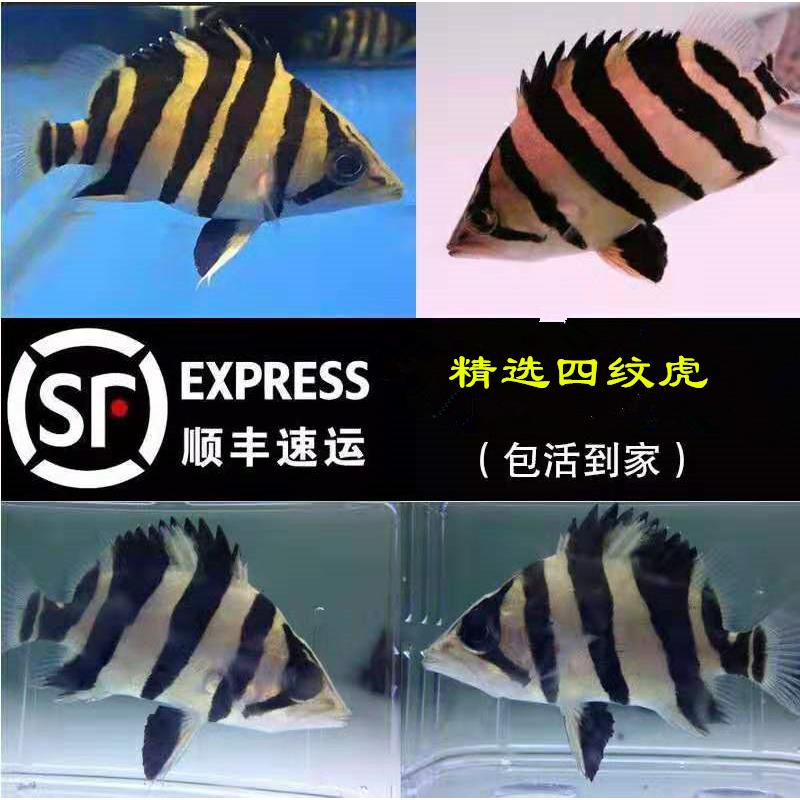 泰国三纹虎鱼印尼四纹虎鱼苗特惠鱼观赏鱼热带活体苏虎龙鱼配鱼