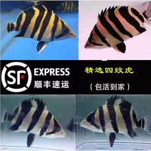 泰国三纹虎鱼印尼四纹虎鱼苗特惠鱼观赏鱼热带活体苏虎龙鱼配鱼