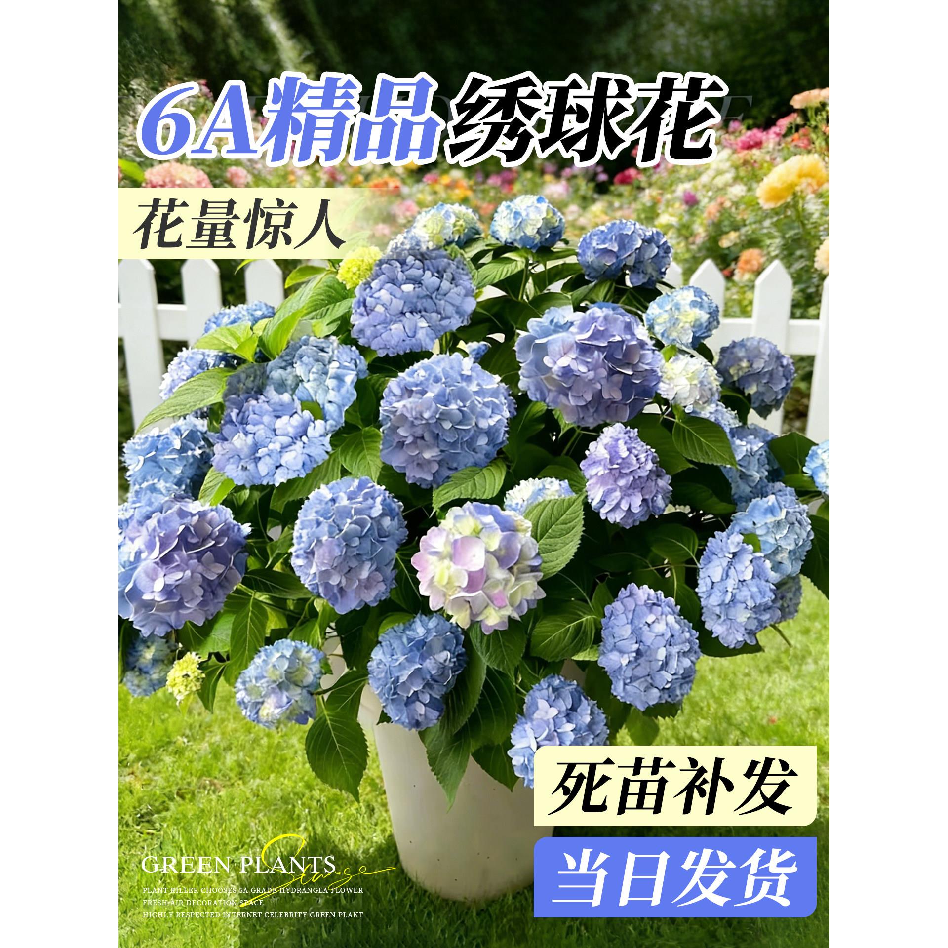 绣球花盆栽带花苞无尽夏老桩大苗四季好养庭院阳台室内特大号鲜花