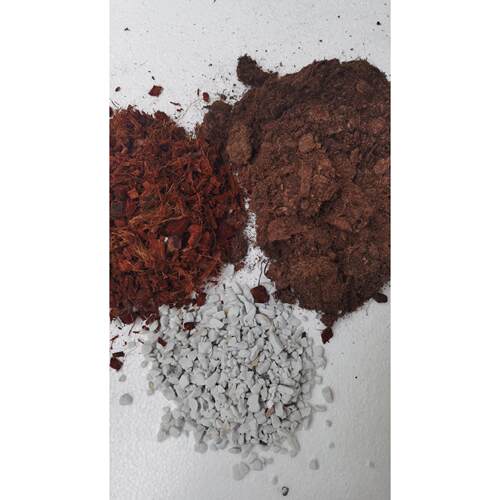 拍二发三 龟背竹 秋海棠进口专用营养土天南星科