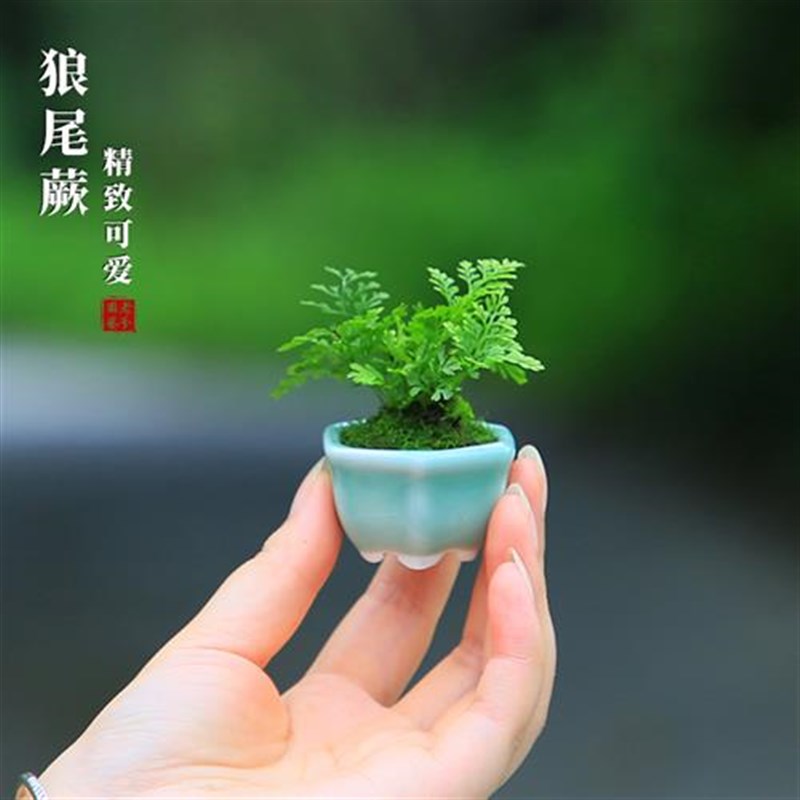 迷你狼尾蕨盆栽雨林缸蕨微景观桌面小绿植室内S好养桌面蕨类植物