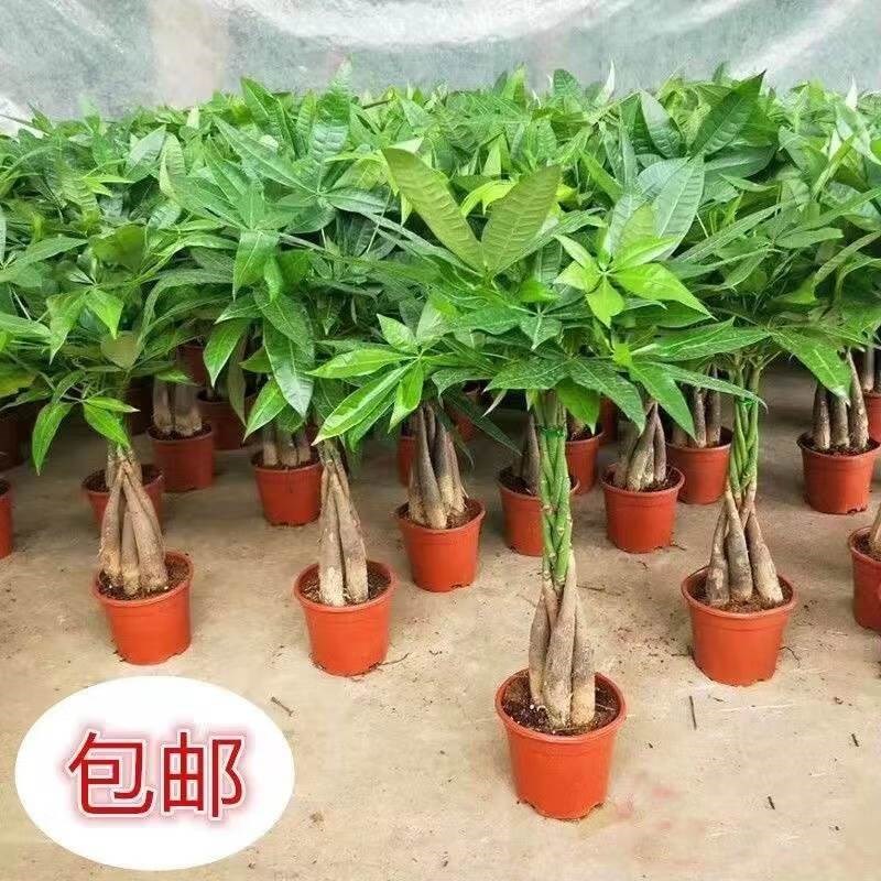 发财树大颗辫子盆栽室内五v辫树植物客厅大型盆景绿植三杆发财树|